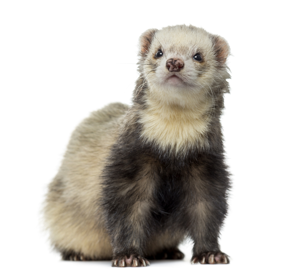 furet chasseur de rat