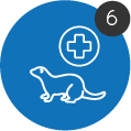 furet blessure