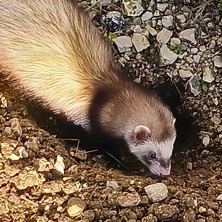 furet chasse en terrier