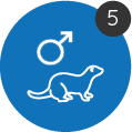 furet male