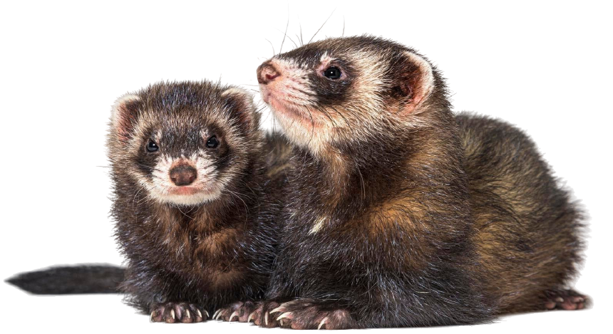 furets rafu estivalet