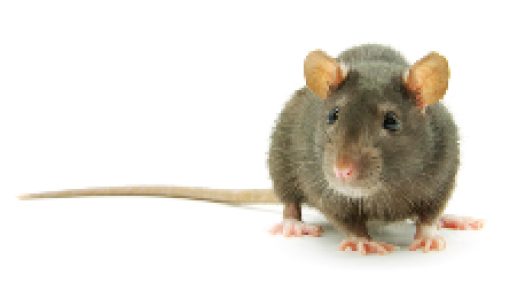 rat brun