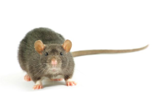 souris rat