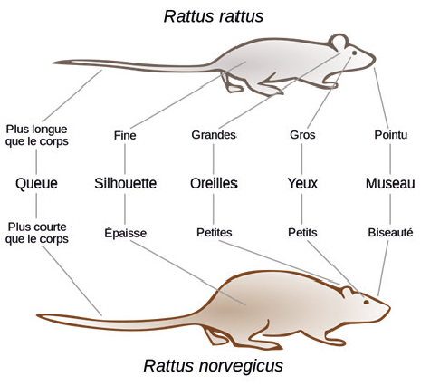types de rats 100